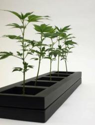 Medical marijuana clones